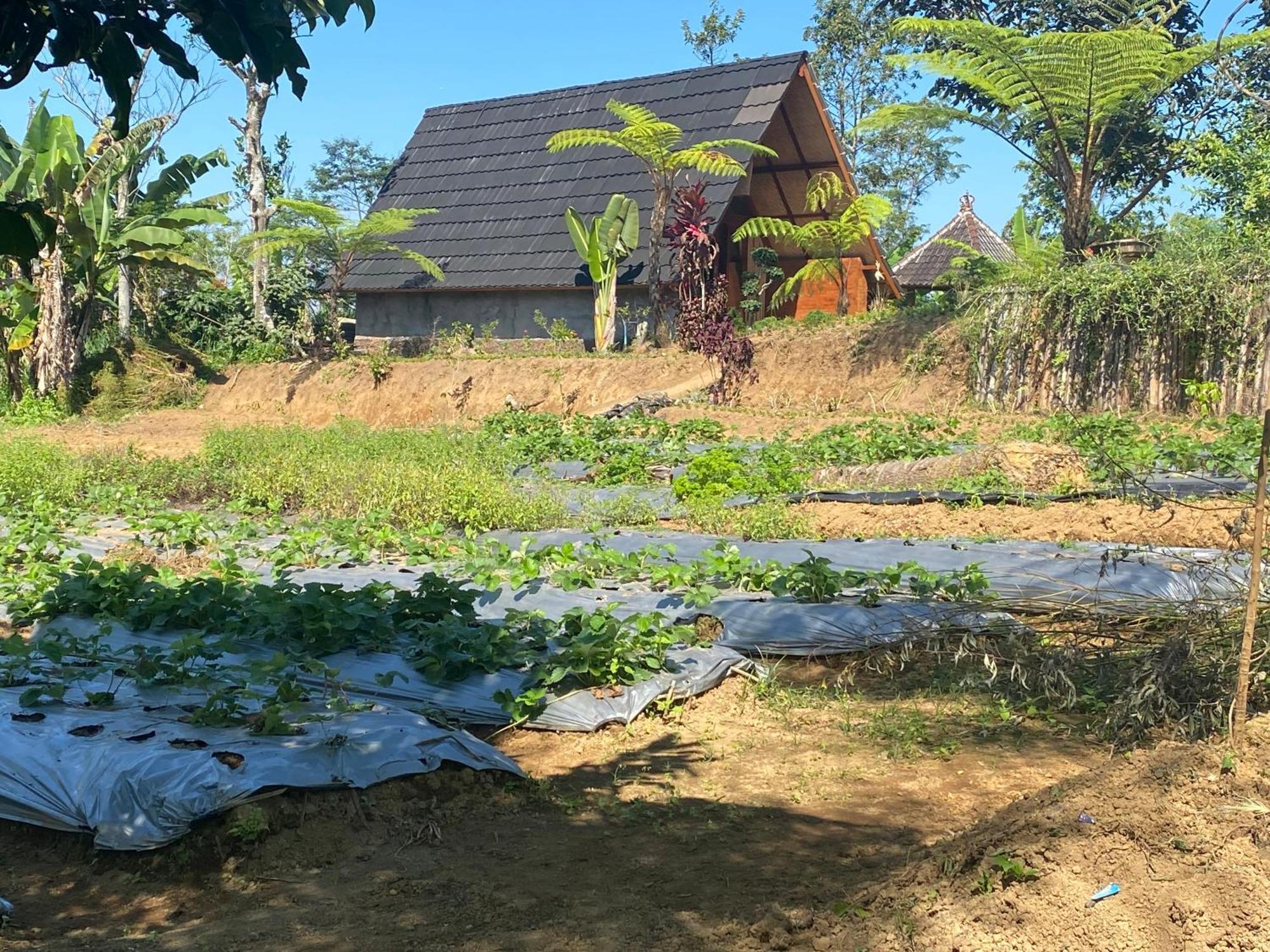 Lembah Cinta Mayungan Baturiti المظهر الخارجي الصورة